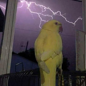 Meet your Posher, Em